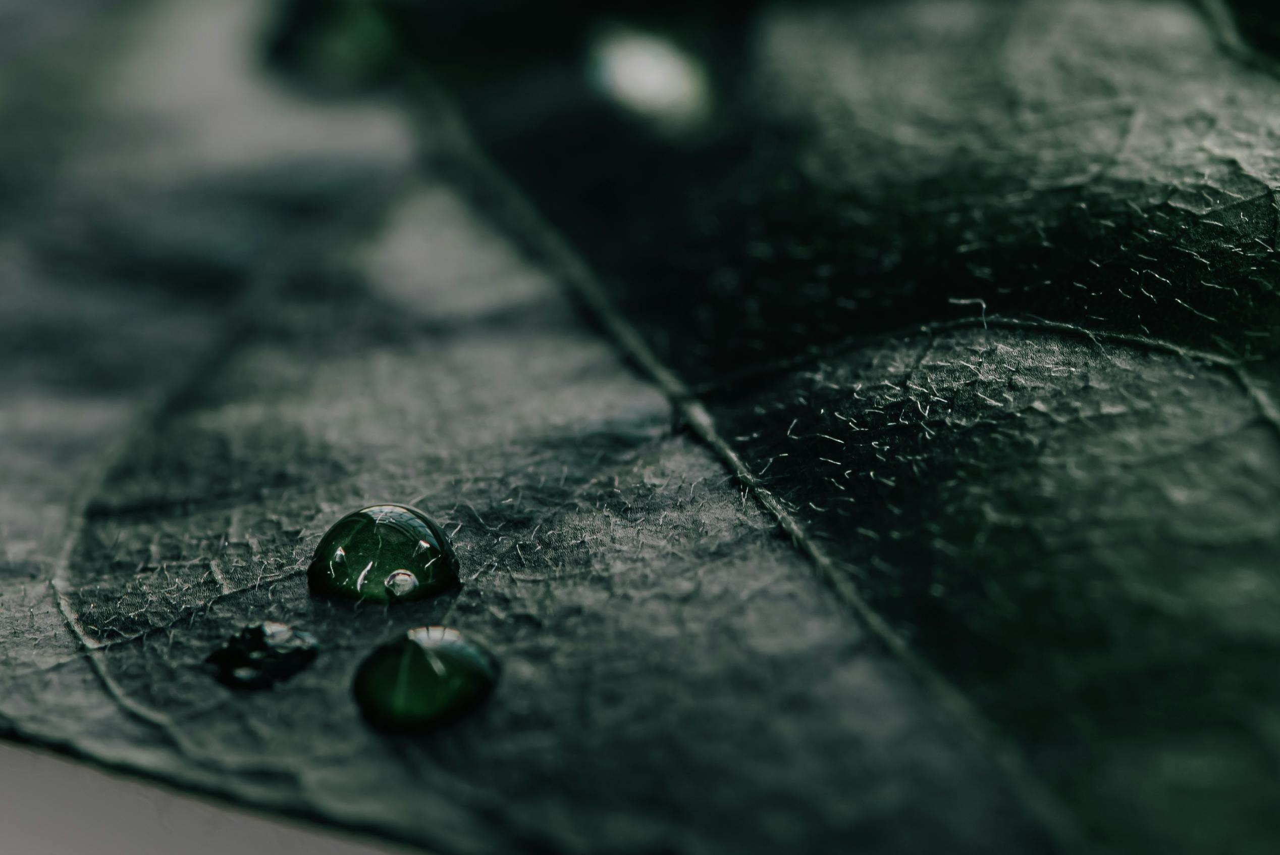 Homeopathy and holistic health